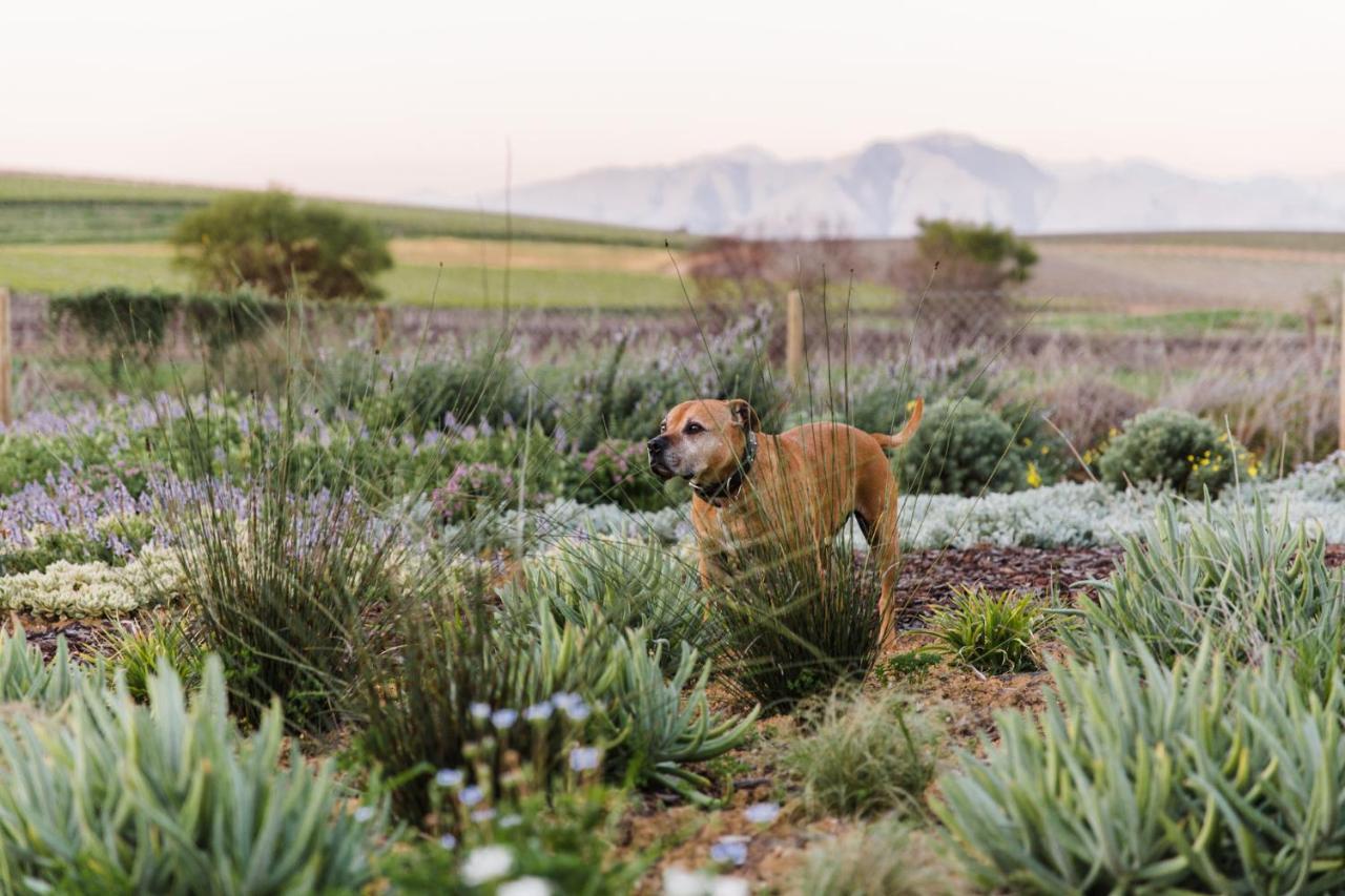 Vineyard Views Country House Guest House Riebeek-Kasteel Exterior photo